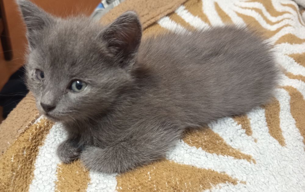 Котенок мальчик 2 месеца