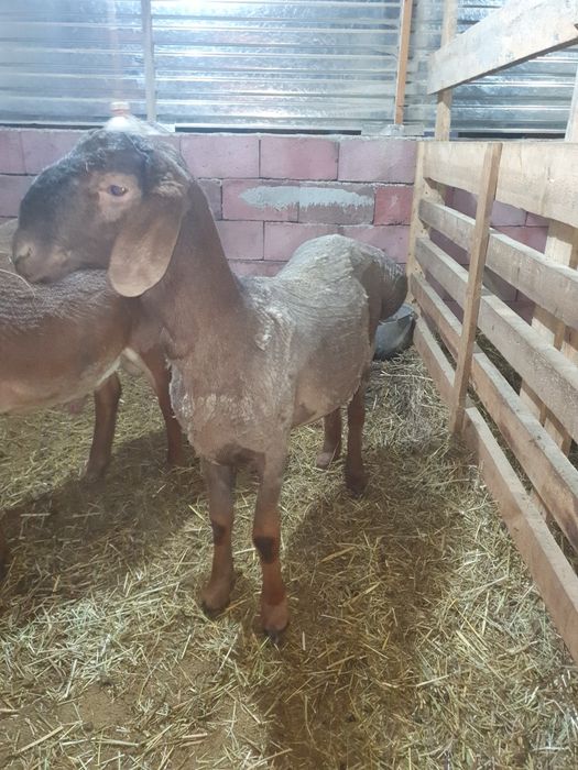 Продам  кочкаров арашан