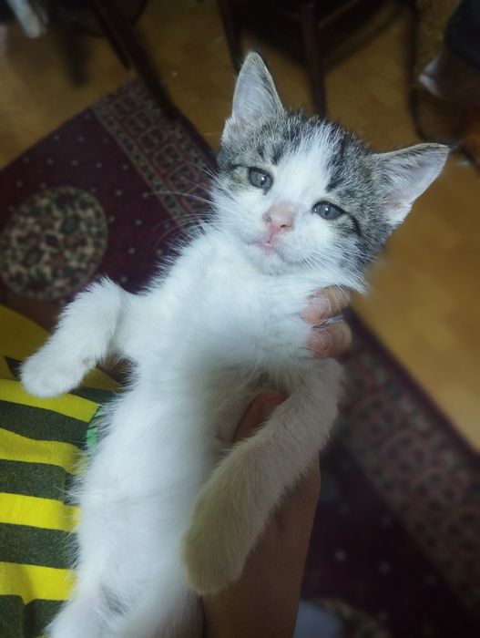 В добрые руки котята