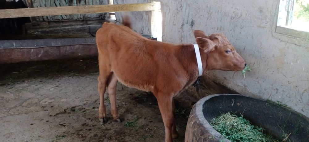 Ona bola sigirlar