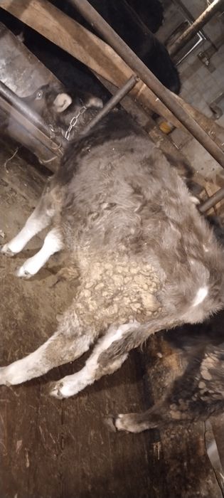 Продам бычков 10 месяцев