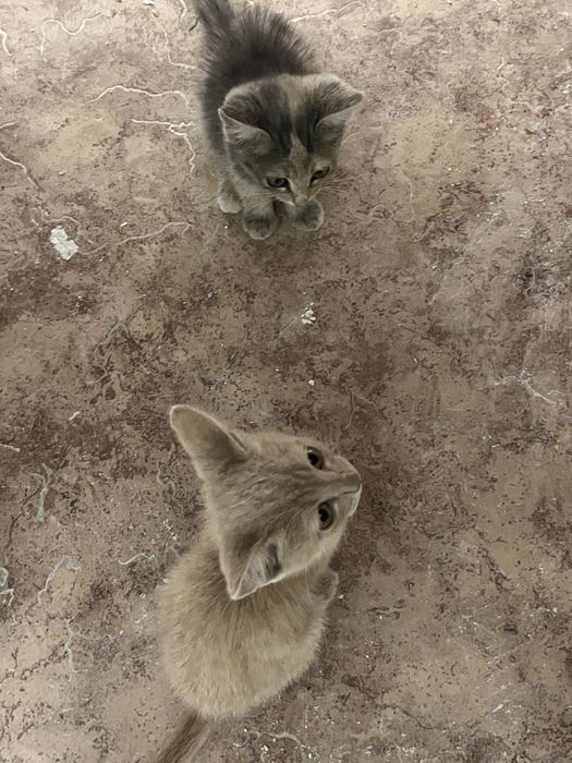 Отдам в добрые руки двух котят