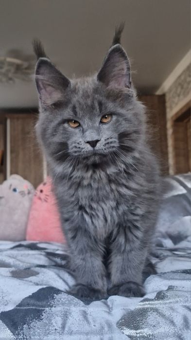 Мейн-кун котёнок