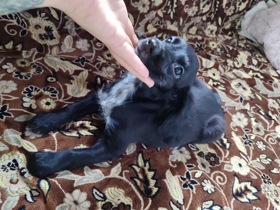 Продам щенков спаниеля