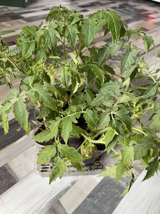 Рассада помидор.