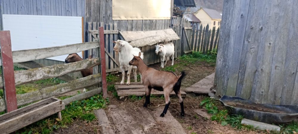 Vând Țap Rasa Saanen