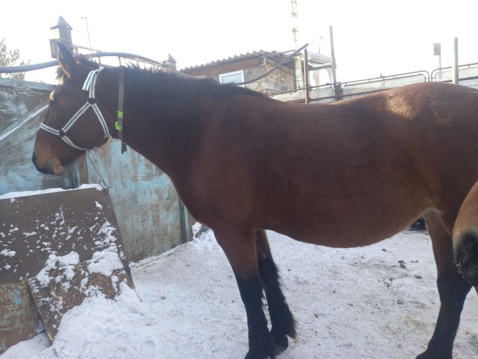 Продам жерёбых  кобыл.