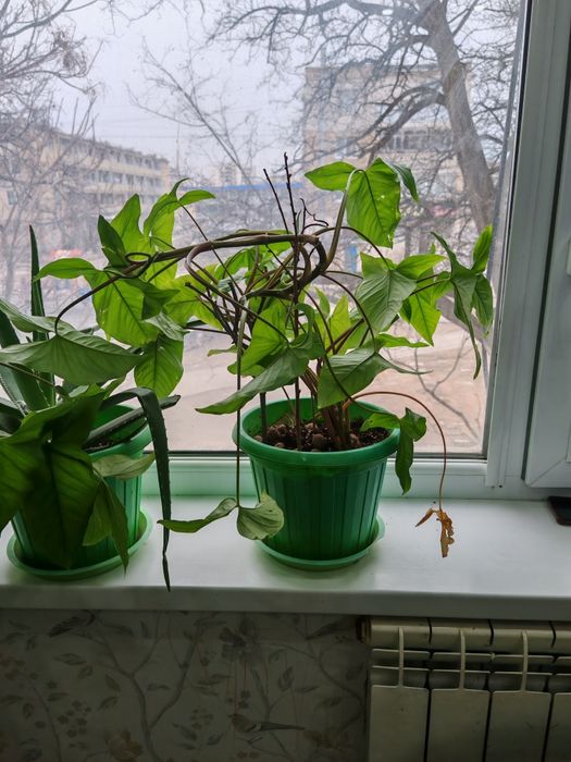 Комнатные растения