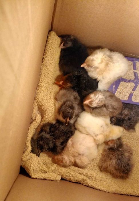 Домашни пилета на 15 дни и месец. 3,5 ев