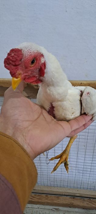 Kareski yaponcha va ko shamo tuxumlari zakazga yig'ib beraman