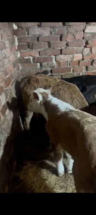 Телята бычки и тёлочки