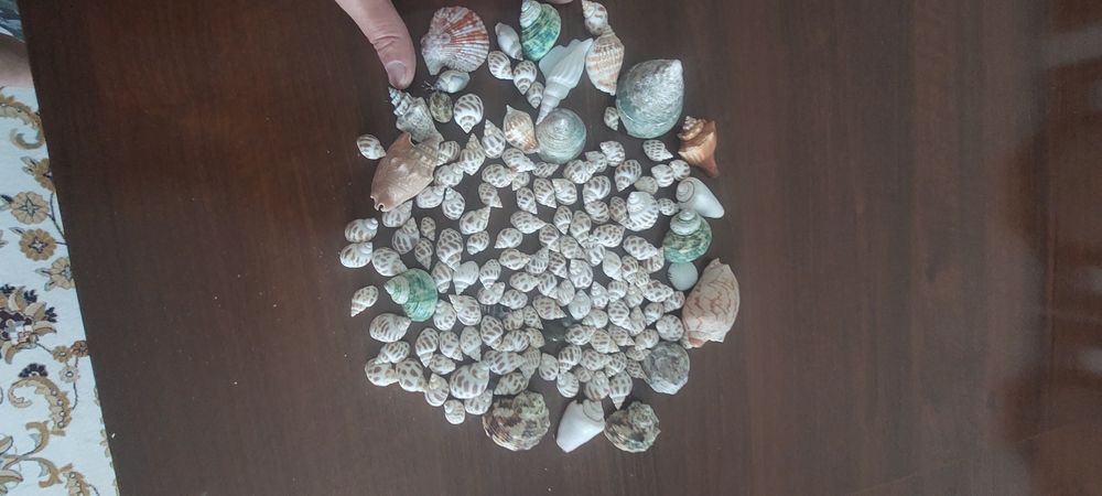 Ракушки для аквариума за 5 000тенге
