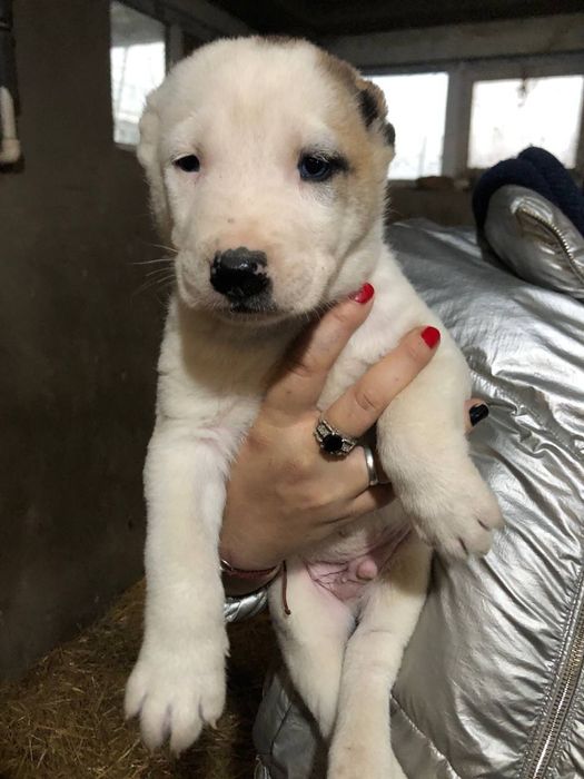 Продаются щенки САО