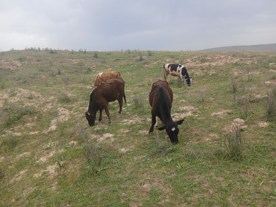Гарантия бар ауры емес