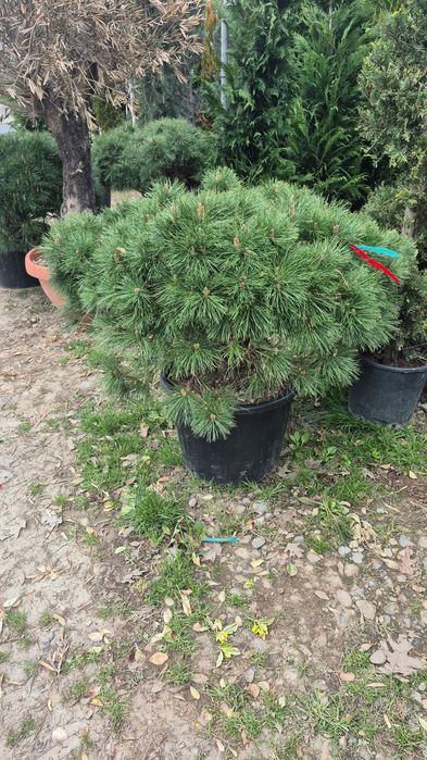 Thuia  leilandi plante