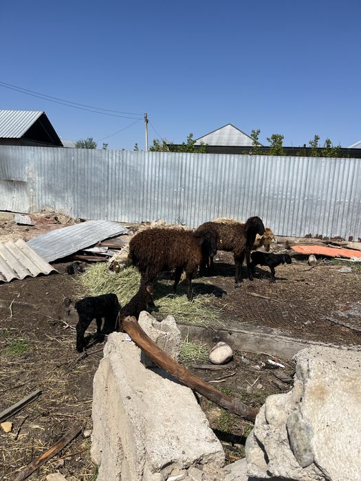 қозылы қойлар сатылады