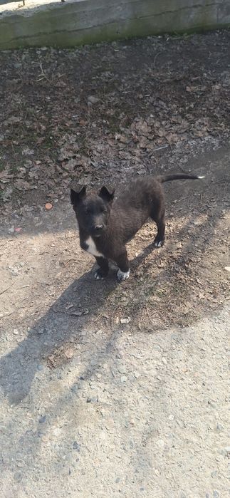 Щенята в добрые руки!