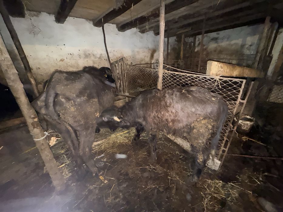 Vand vitel si bivolita separat sau impreuna