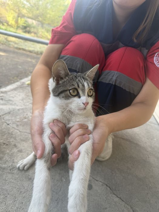 Котенок мальчик в добрые руки