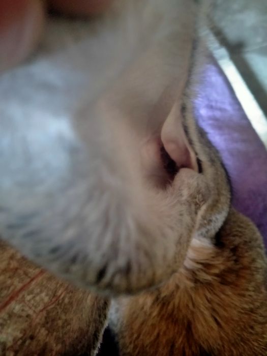 Продам Фландор кролик