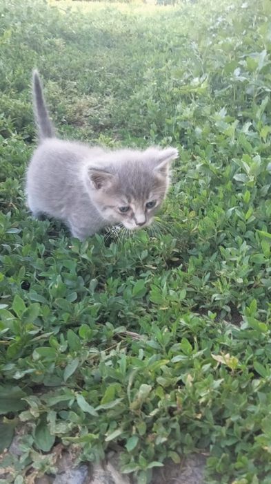 Отдам котят бесплатно