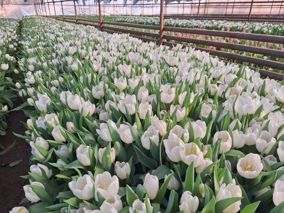 Голландские тюльпаны