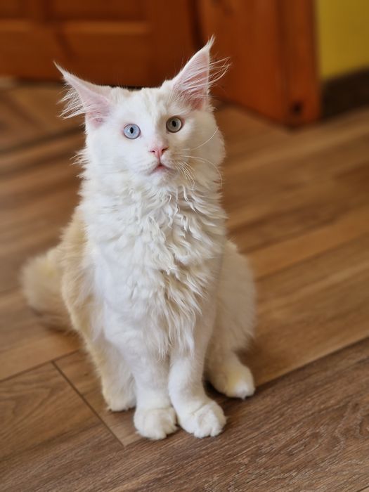 Котенца Мейн Куун