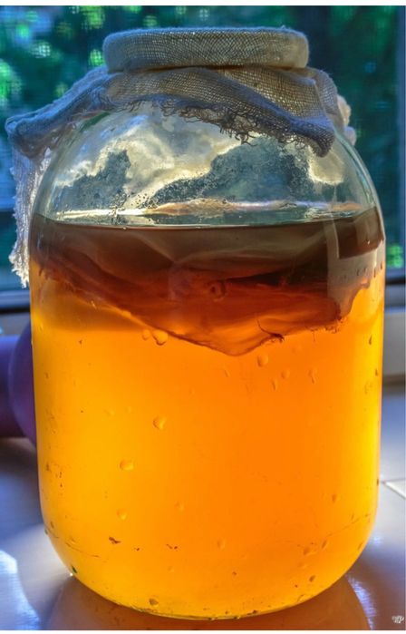 Чайный гриб . Комбуча