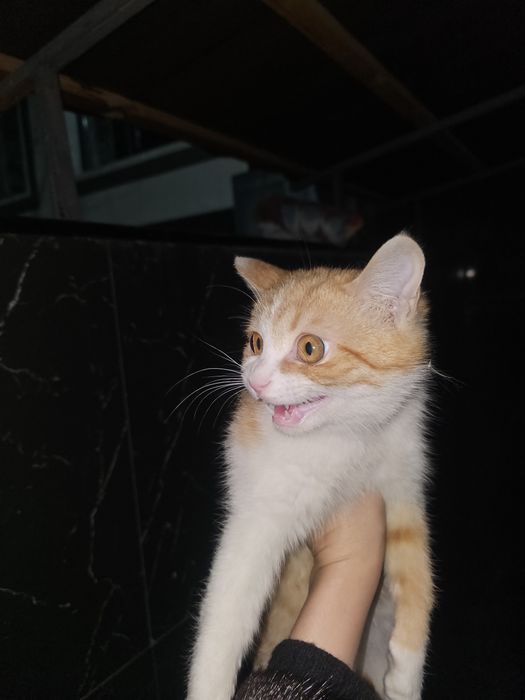 Mushuk bolachasi 6 oylik xadiyaga beriladi