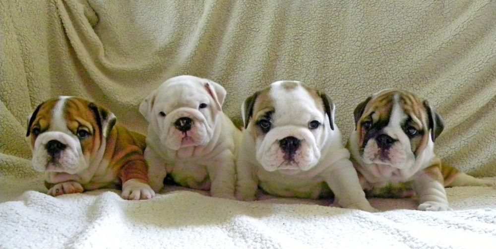 Щенки Англичани Бульдог английский