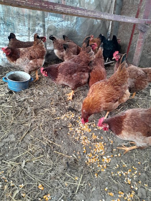 Gaini rasa mixta tinere 100lei