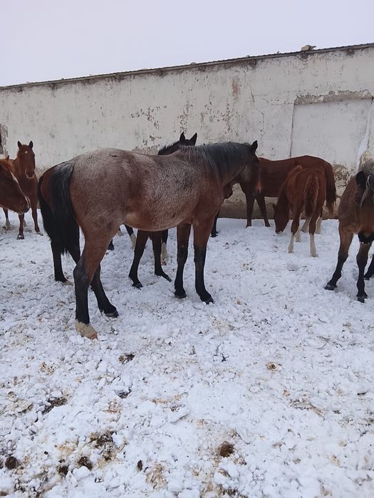 Продам лошадь жеребая, обучена