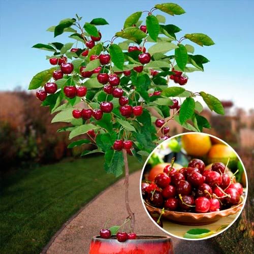 Pomi fructiferi pitici