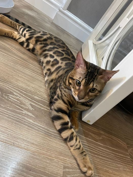 Бенгальские котята с документами.