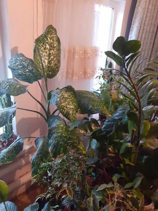 Цветы для офиса в горшках.Разных размеров нужно смотреть.