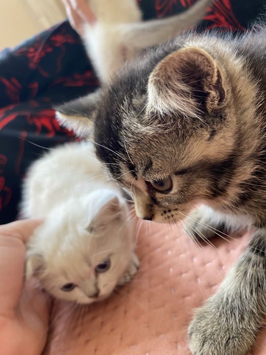 Mushuk 100 % kafolati bilan toza zotli