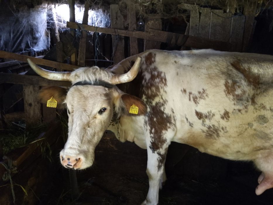 Vând vacă tânără bună de lapte văd că nu are vițel dar are lapte în jur de 20 l la zi