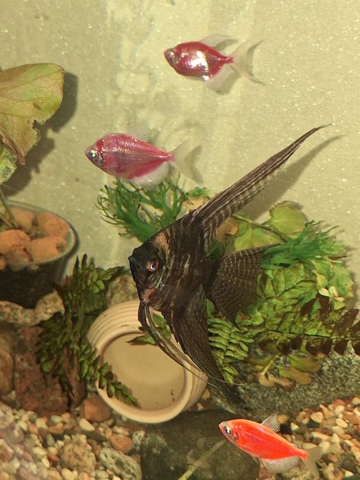 Прдам/обменяю Скалярию