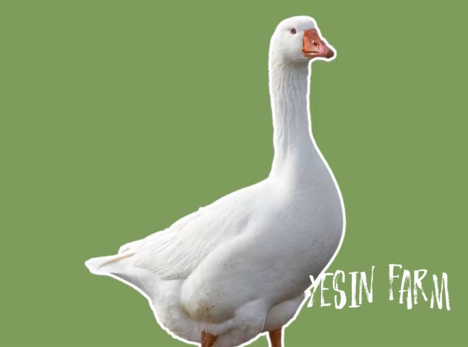 Гусиные инкубационные яйца привозные, надежный результат