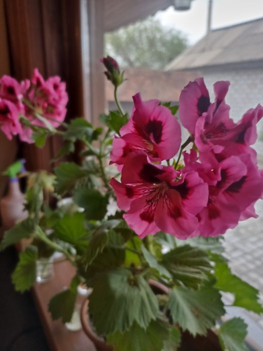 Укорененные черенки хризантемы