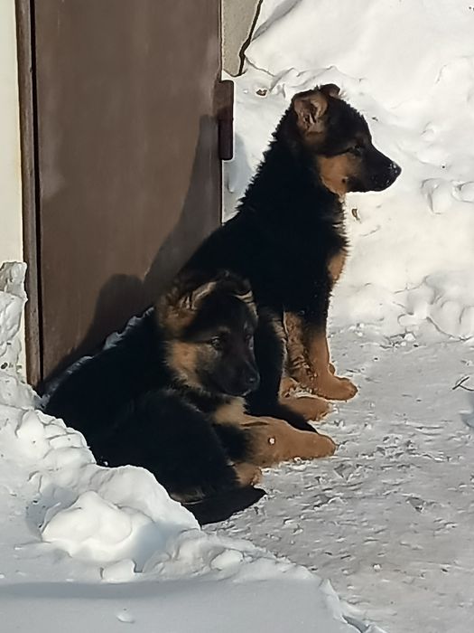 Чистые немцкие овчарки