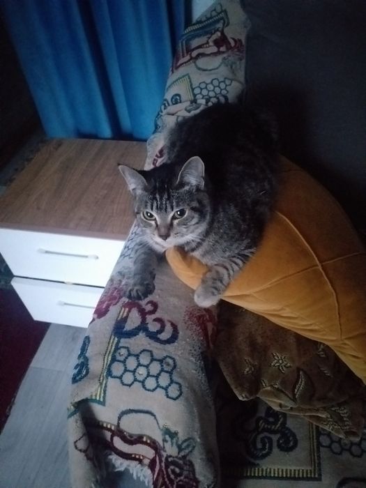 Пропала кошечка пожалуйста