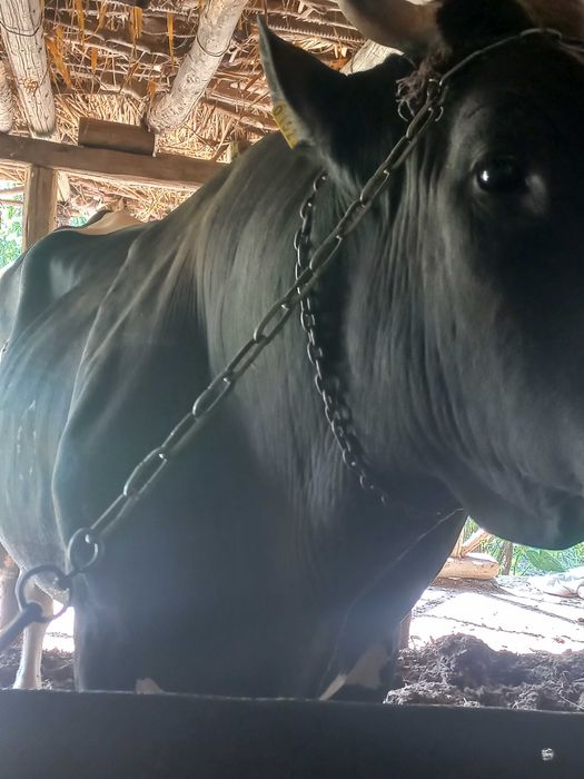 Бокилган букка 1 тонна