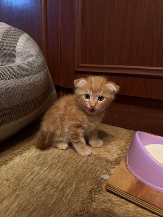 Котята шотландские