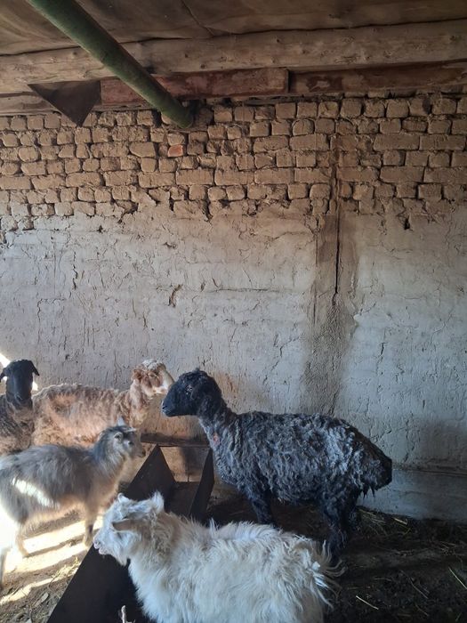 Кой сатылады ургашы