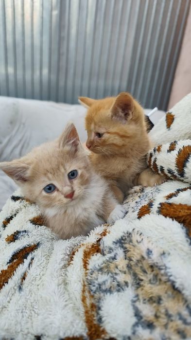 Котята, отдам в добрые руки