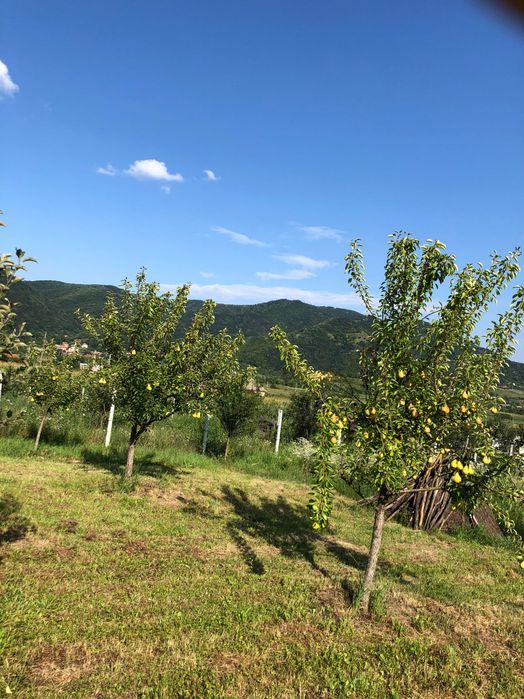 Teren intravilan