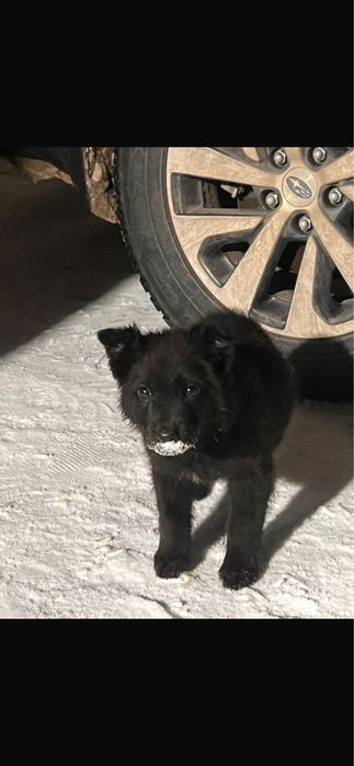 щенок овчарка (девочка)