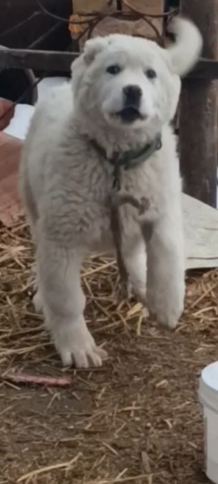 Щинок кавказская овчарка девочка