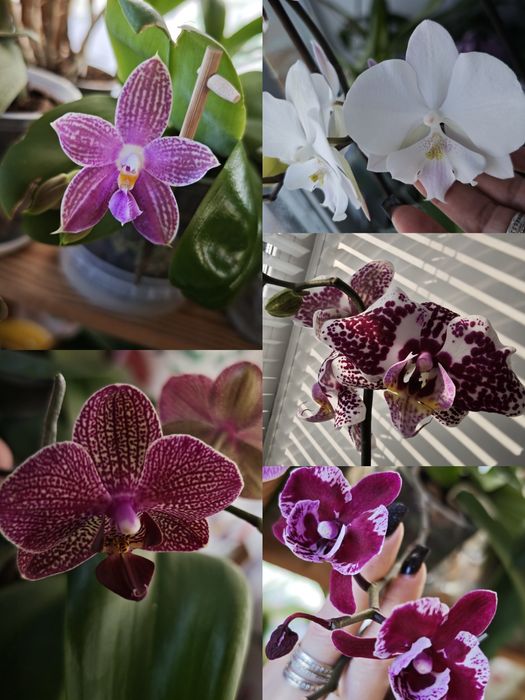 Орхидея, продам частично коллекцию